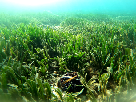 Image of Posidonia oceanica meadows.