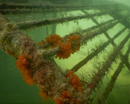 Artificial reef, ECOOCEAN