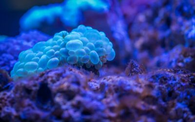 EU Blue Economy Report 2025: Transforming Growth Into Ecosystem-Based Resilience