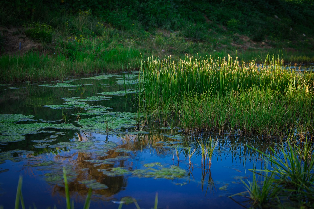image 1-wetland-by Nadya image of an english wetland with green grass and transparent blue water
